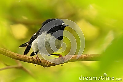 Petroica macrocephala toitoi - North Island Tomtit - miromiro - endemic New Zealand forest bird Stock Photo