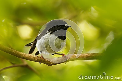 Petroica macrocephala toitoi - North Island Tomtit - miromiro endemic New Zealand forest bird sitting on the branch in the forest Stock Photo