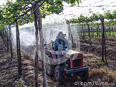 Application of pesticides in planting grapes Editorial Stock Photo