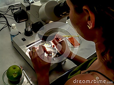 Researcher performs an analysis of plants and fungi in a semi-arid Embrapa laboratory, Brazilian Agricultural Research Corporation Editorial Stock Photo