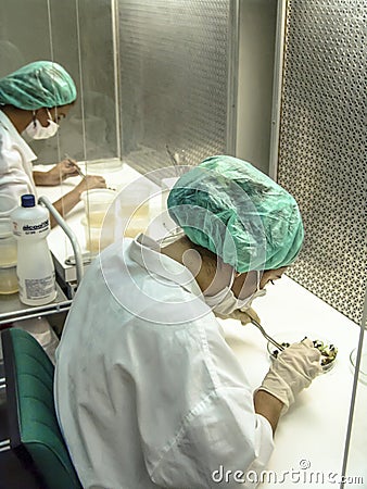 Researcher performs an analysis of plants and fungi in a semi-arid Embrapa laboratory, Brazilian Agricultural Research Corporation Editorial Stock Photo