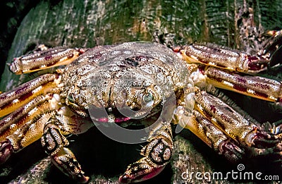 Petrolisthes armatus, the green porcelain crab Stock Photo