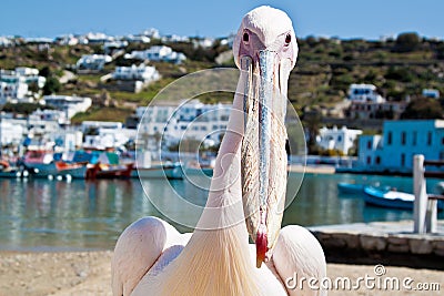 Petros the pelican, Mykonos Stock Photo