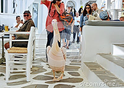 Petros the pelican, Mykonos Editorial Stock Photo