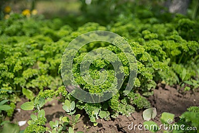 Petroselinum crispum - Fresh curly parsley on the ground close-up in garden. Stock Photo