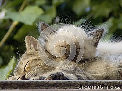 Pets Stock Photo