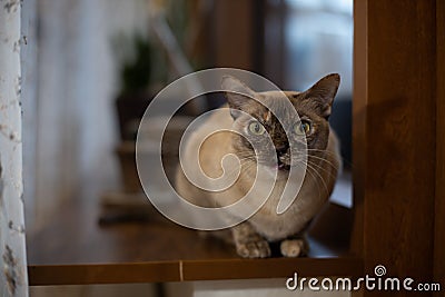 Pets. Angry cat on the window. Stock Photo