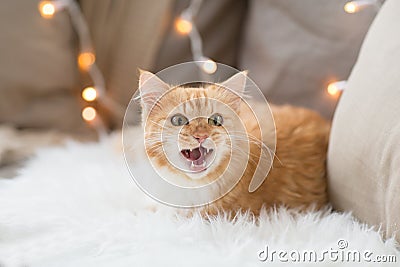 Red tabby cat mewing on sofa and sheepskin at home Stock Photo