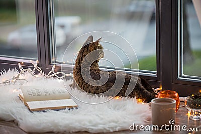 Tabby cat lying on window sill with book at home Stock Photo