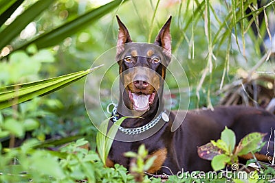 Pets dog breed doberman joyful in seeing his dome Stock Photo