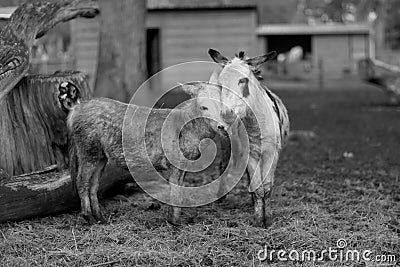 Pets donkey standing bored on dirty grass in zoo with short thin legs Stock Photo