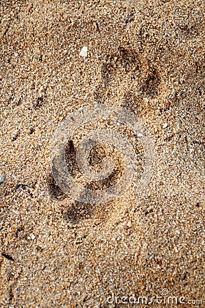 Pets footprint Stock Photo