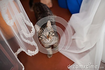 Pets on holiday Stock Photo