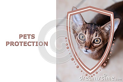 Pets protection concept. Portrait of a kitten and shield illustration. Cartoon Illustration