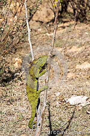 Petter`s Chameleon, Furcifer Petteri is relatively abundant in the coastal areas of northern Madagascar Stock Photo