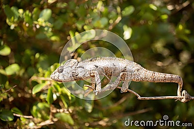 Petter`s Chameleon, Furcifer Petteri is relatively abundant in the coastal areas of northern Madagascar Stock Photo