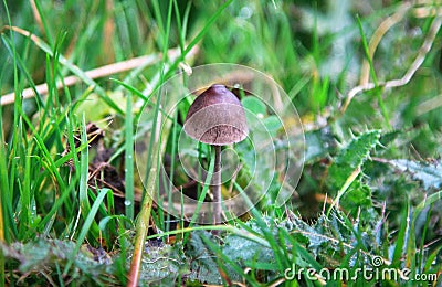 A Petticoat mottlegill mushroom Panaeolus papilionaceus Stock Photo
