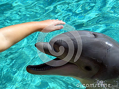 Petting a Dolphin Stock Photo