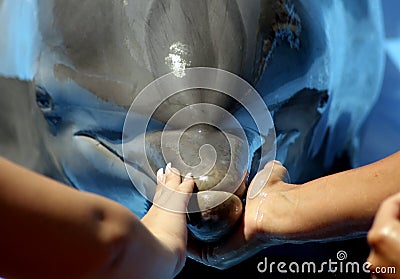 Petting dolphin Stock Photo