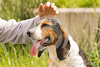 Petting and rewarding a dog. Stock Photo