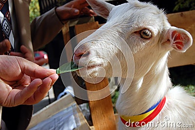 Petting zoo Stock Photo