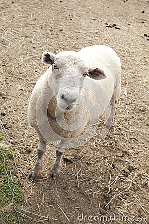 Petting Zoo Stock Photo