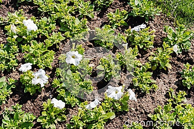 Petunia atkinsiana Stock Photo