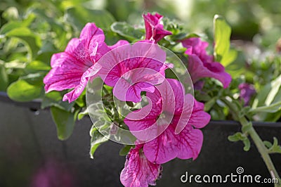 Petunia atkinsiana hybrida grandiflora bright pink purple flowers in bloom, balcony flowering plant, green leaves Stock Photo