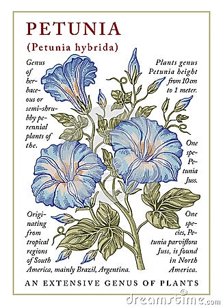 Petunia. Beautiful blooming realistic flowers. Vintage card. Frame. Drawing, engraving. Freehand. Floral. Vector stock Victoria Vector Illustration