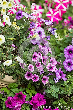 Petunia Stock Photo