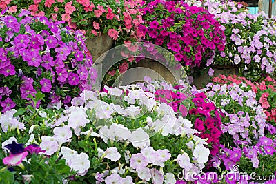 Petunia blossom Stock Photo