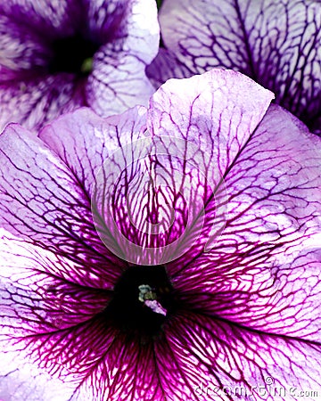 Petunia with bright mauve petals Stock Photo