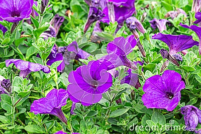 Petunia deep blue-violet are blooming and prolific flowering consistently all summer, Nature photos. Selective focus Stock Photo