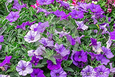Petunia deep blue-violet are blooming and prolific flowering consistently all summer, Nature photos. Selective focus Stock Photo