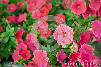 Petunia. A delicate flower. The Bush petunias. Flower bed. Stock Photo