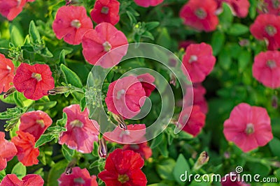 Petunia. A delicate flower. The Bush petunias. Flower bed. Stock Photo