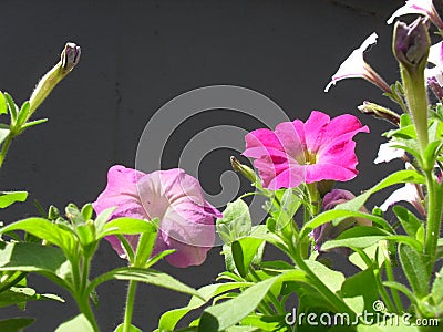 Petunia flowers bloom in the garden pink Stock Photo