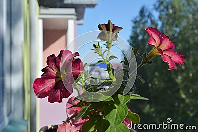 Petunia flowers with multicolored petals. Potted plant in balcony greening Stock Photo