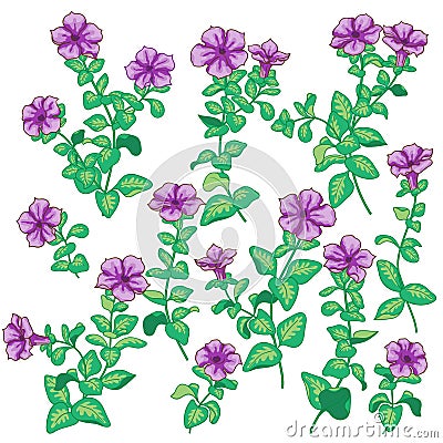 Petunia flowers set Vector Illustration