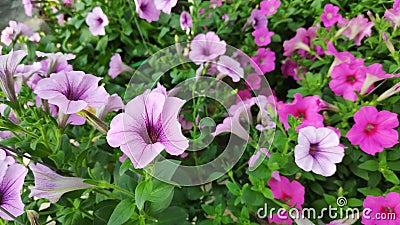 Petunia flowers of various colors are blooming in pots. Stock Photo