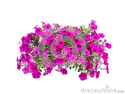 Petunia isolated Stock Photo