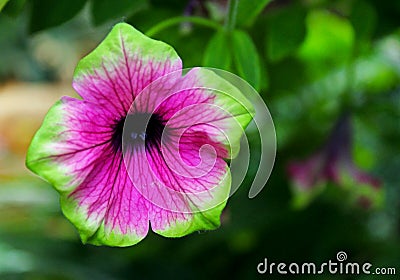 Petunia Lime Light flower Stock Photo