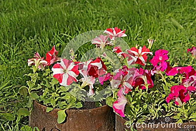 Petunia Marco Polo, red and white Stock Photo
