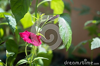 One opened bud of red color and one closed bud in the rays of sunlight Stock Photo