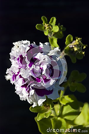 Petunia - Purple Pirouette closeup Stock Photo