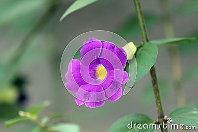 Petunia `Purple Velvet` flower Stock Photo