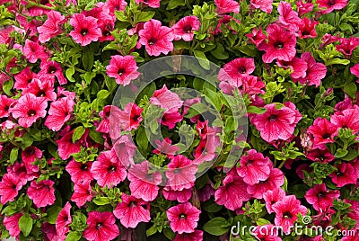 Petunia Surfina Stock Photo