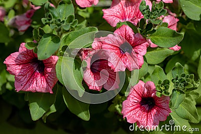 Petunia Surfinia Pink Vein Stock Photo