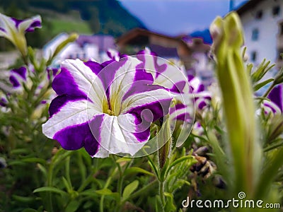 Petunia Surfinia Stock Photo