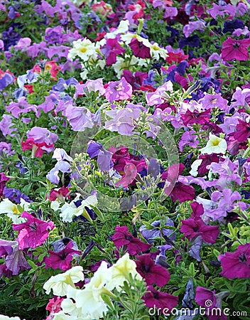 Petunias Stock Photo